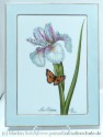  Iris mit Schmetterling 